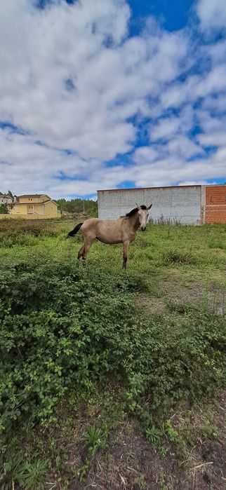 Vendo poldra lusitana