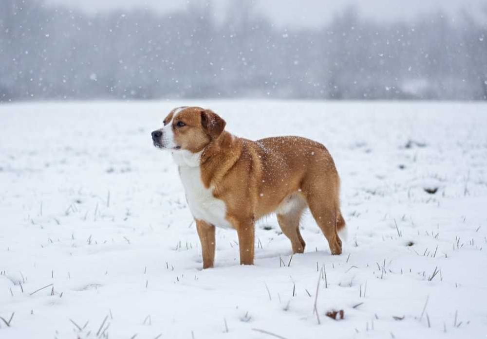 KILLEREK - niewielki bardzo czujny pies