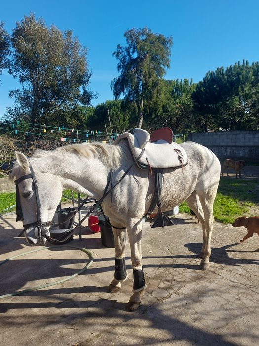Égua  montada  e engatada