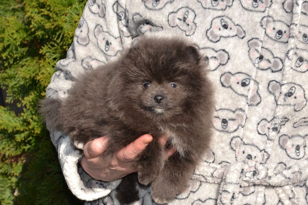 Померанський хлопчик з документами!