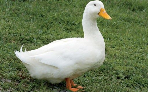 Casal de marreco de Pequim