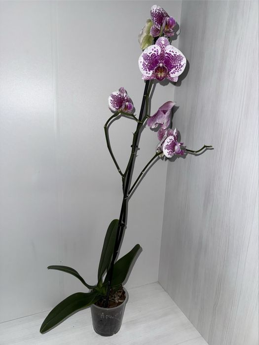Орхідея Arwen, сортова орхідея, уцінка.