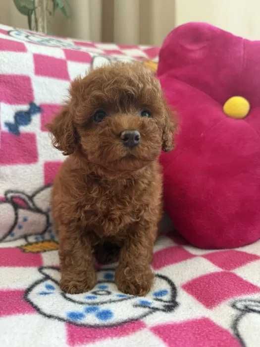 Poodle red disponível