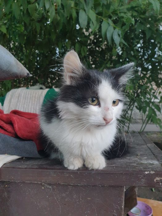 Кошеня в добрі руки