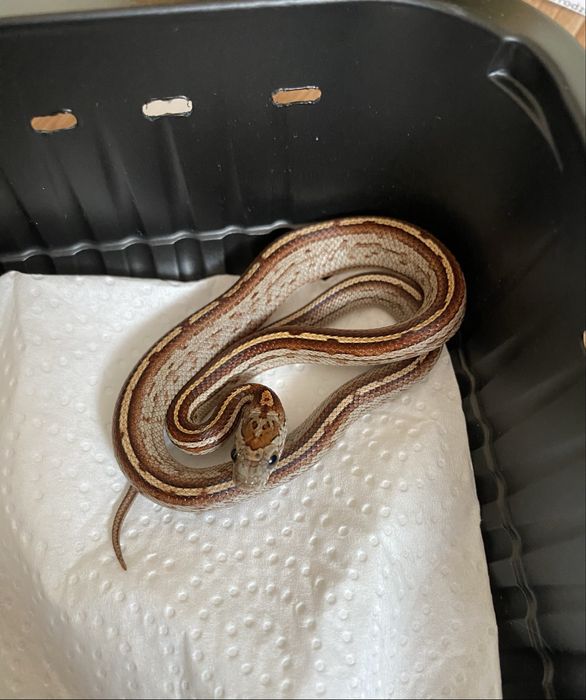 Wąż zbożowy Tessera Motley het Amel Scaleless