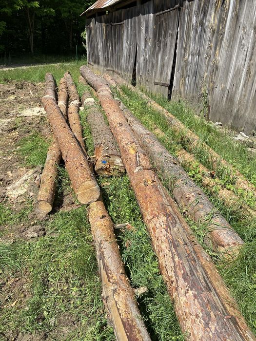 Drzewo sosna na materiał lub opał