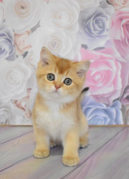 Яркая золотистая шотландочка Фаина