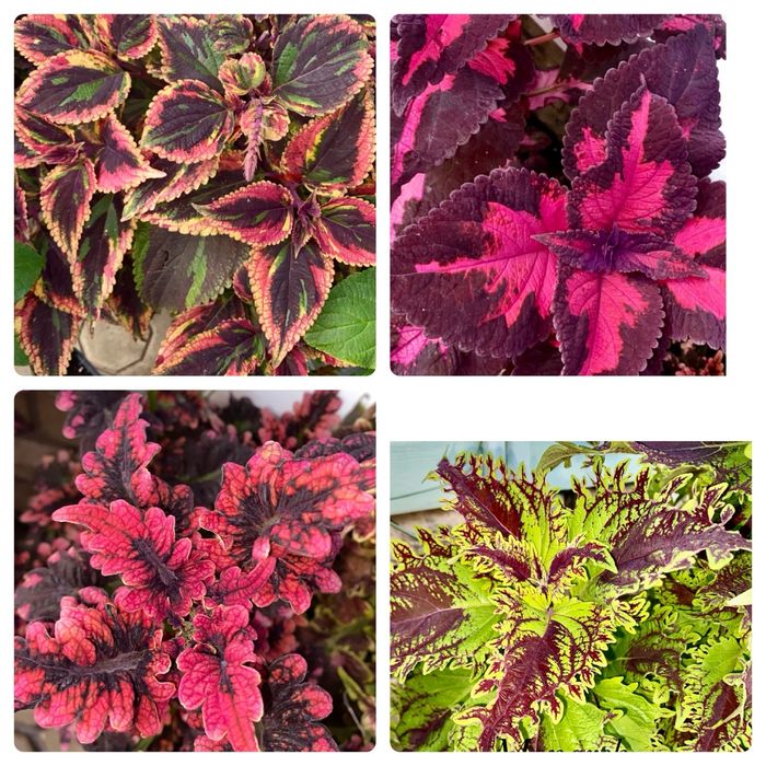 Колеуси сортові зрізі вкоріненІпомея страдесканція