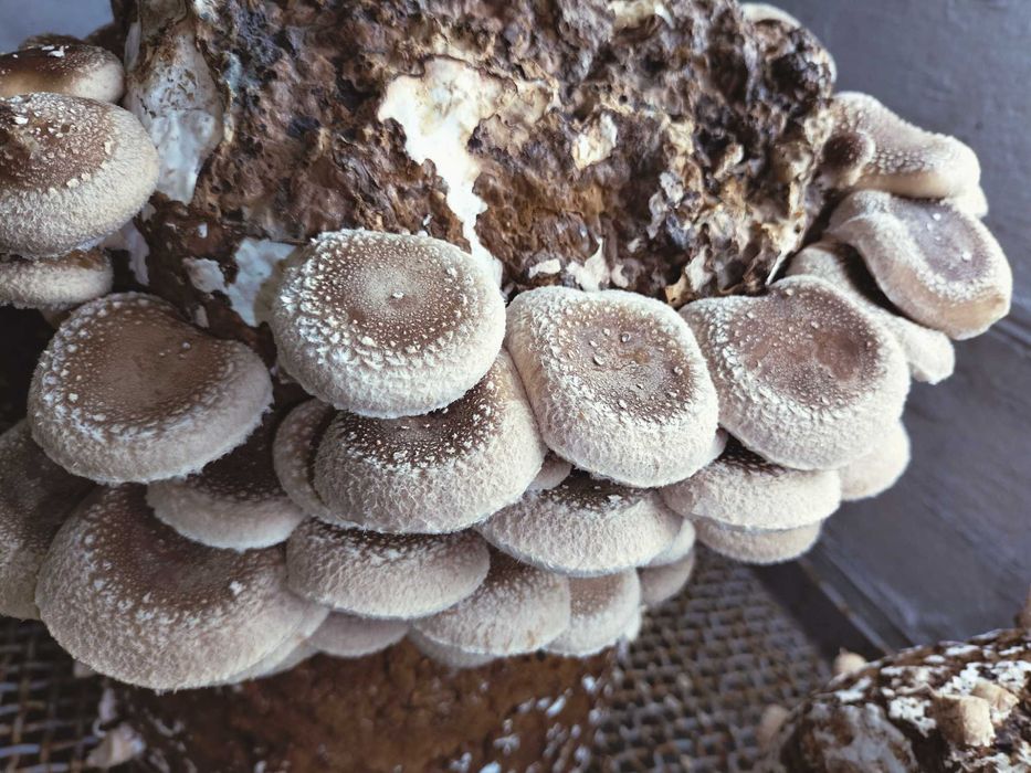Свіжі гриби шиїтаке / Грибы шиитаке свежий сбор