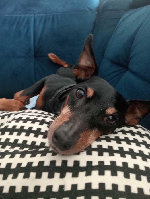 Opieka nad zwierzętami Kraków wolne terminy!!!