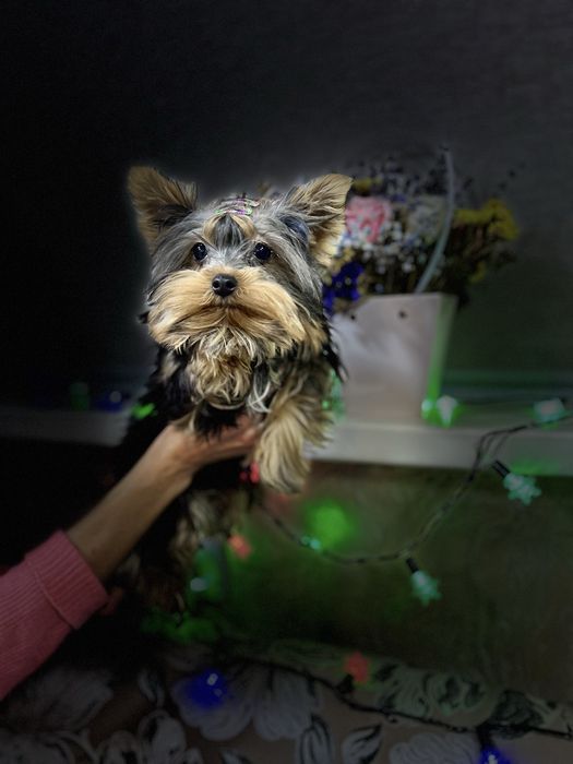 Йоркширские терьеры мини