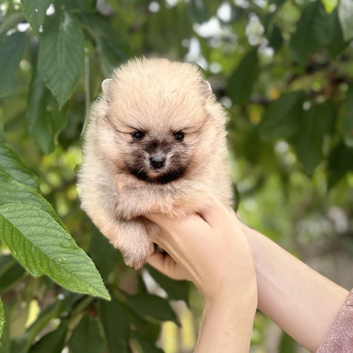 ляльковий ведмедик шоу классу