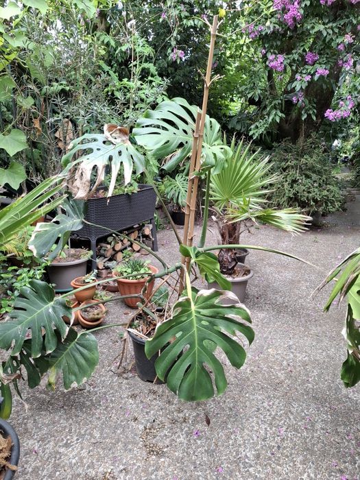 Monstera gigante.