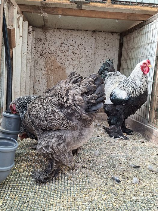Ovos Paduana/Brahma/Orpington/Rhode Island Red