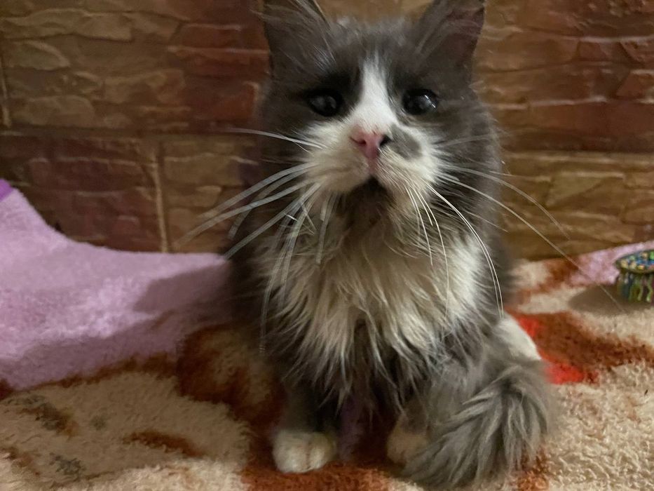 Продаю кота за 100грн