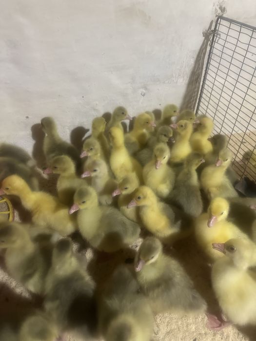 Продам добових гусенят.