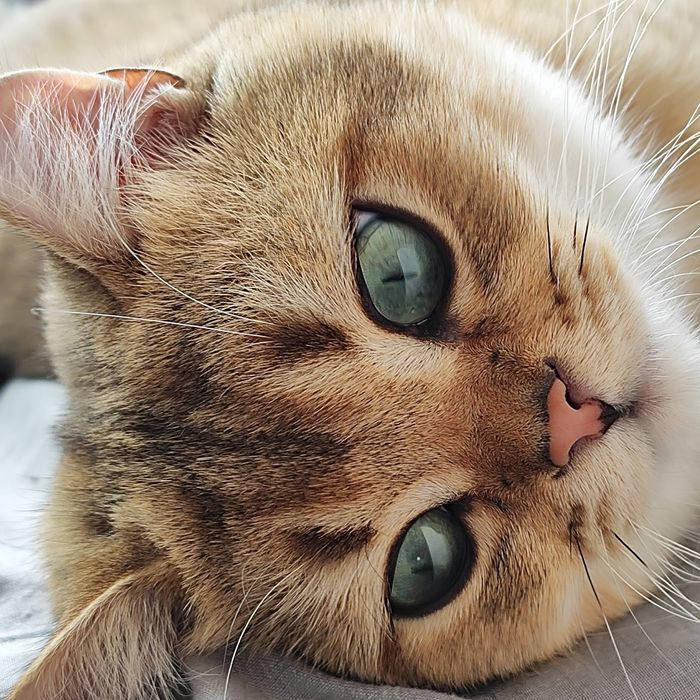 Котик золота шиншила на в'язку. Кіт для в'язки шотландський