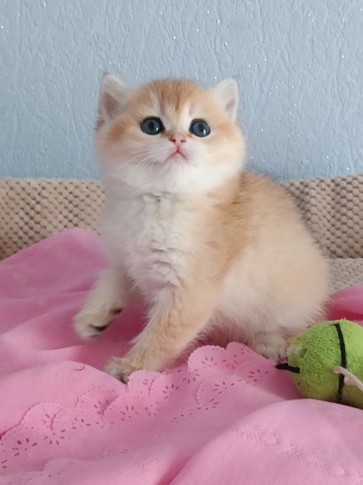 Шотландська красота писана