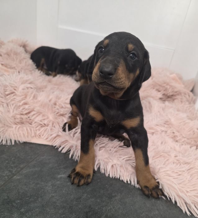 Doberman Typ Amerykański (lekki) | Wyjątkowy samiec + Pełne wsparcie hodowcy!