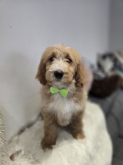 Goldendoodle f1 standard