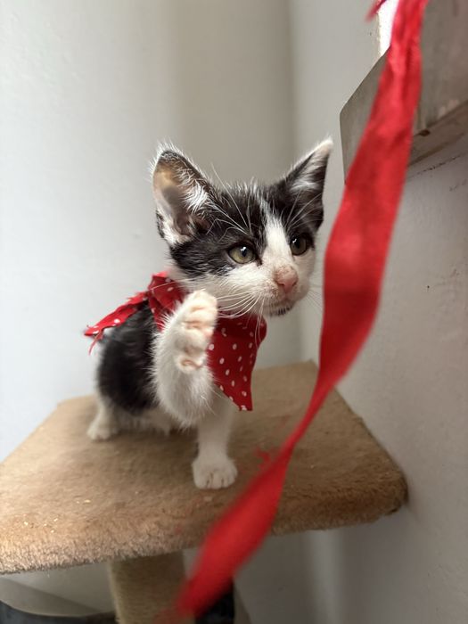 Kocurek do adopcji - pokochaj