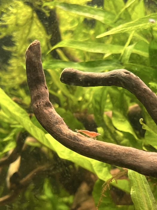 Krewetki neocaridina sakura red/red cherry