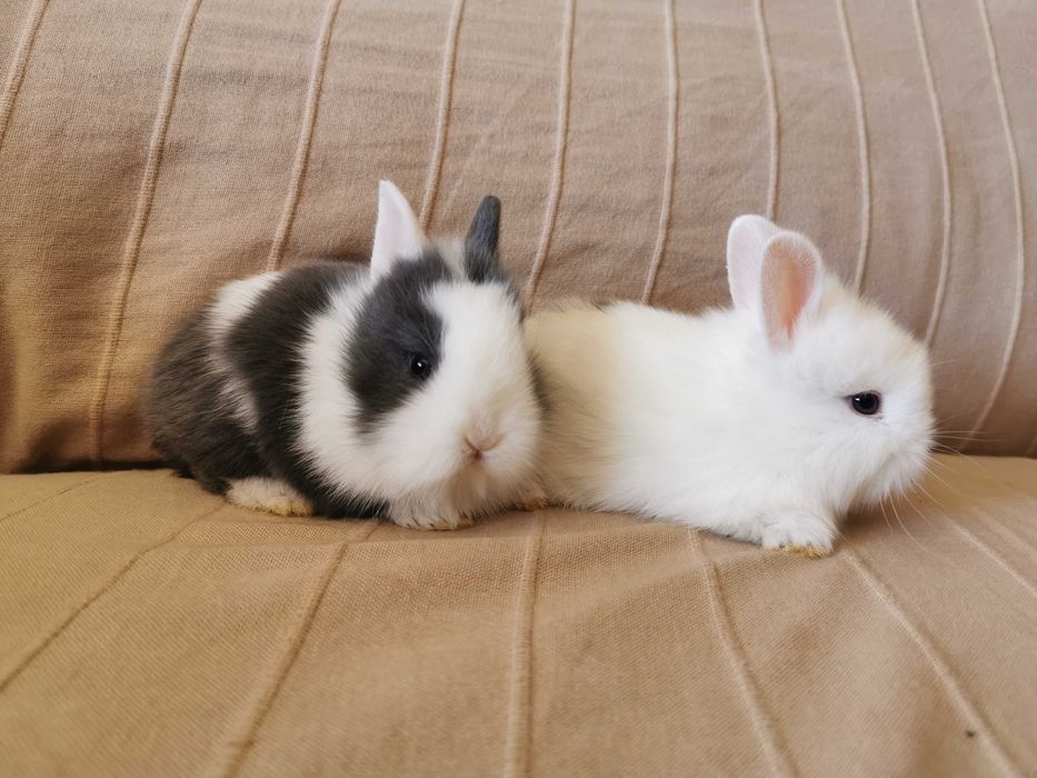 Coelhos anões angorá, holandês mini e minitoy muito fofos