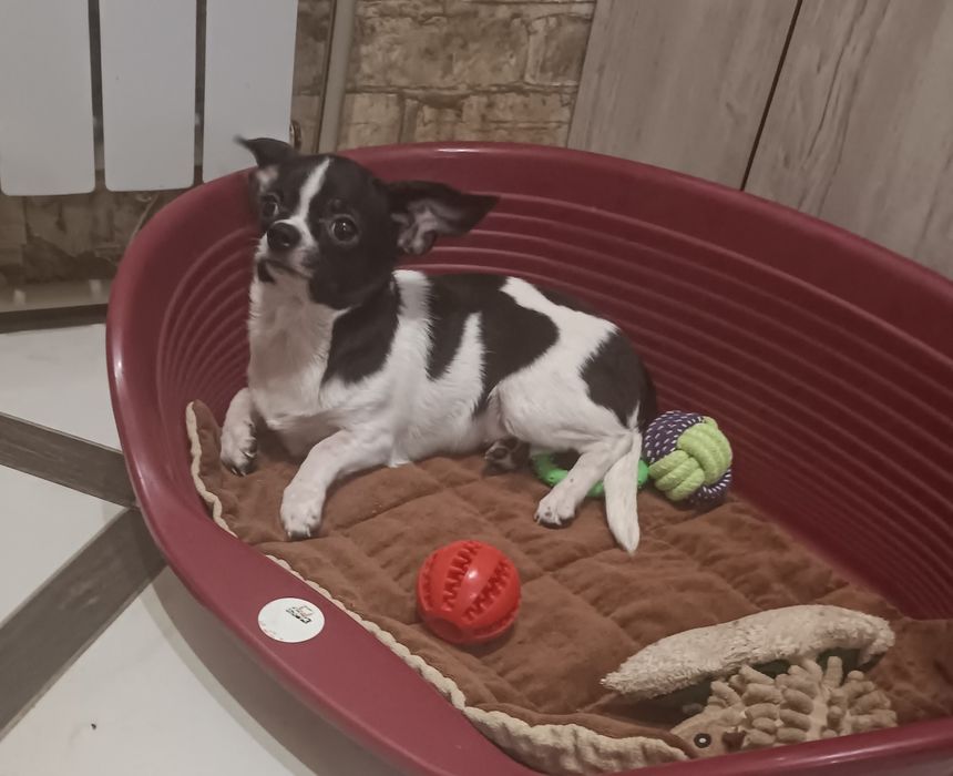 Щенки чихуахуа девочки