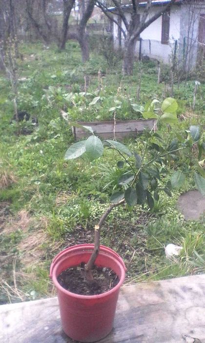 саджанці лимона,каламондіна