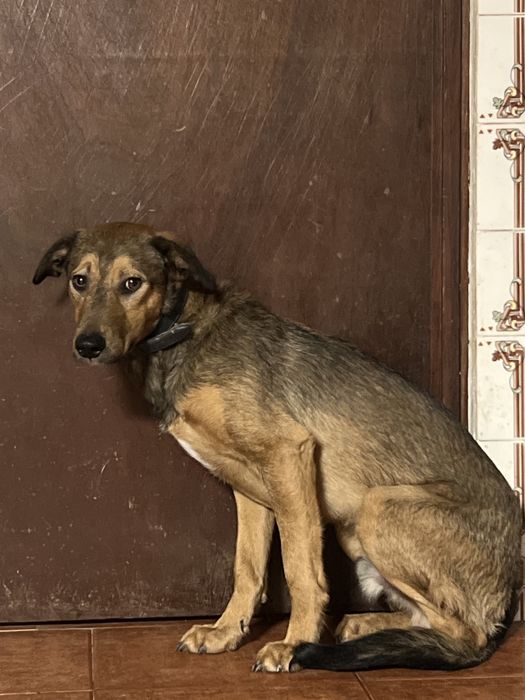 RAPOSO - cachorro para adocao responsavel