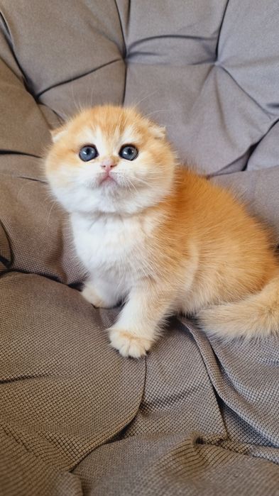 Золоті шиншили кошенята