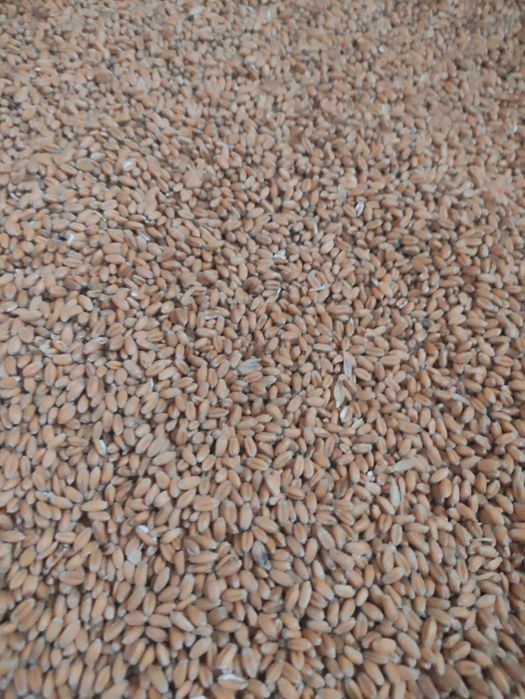 Продам насіння канадської озимої пшениці PINO