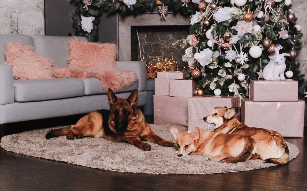 Аренда животных для фото и видео, рекламных роликов, Съемка собак.