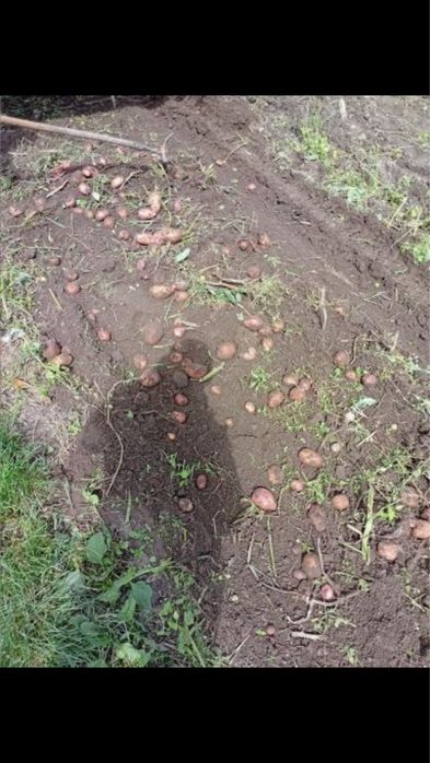 Домашня картопля