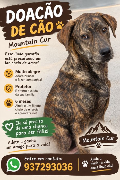Doação de cão filhote