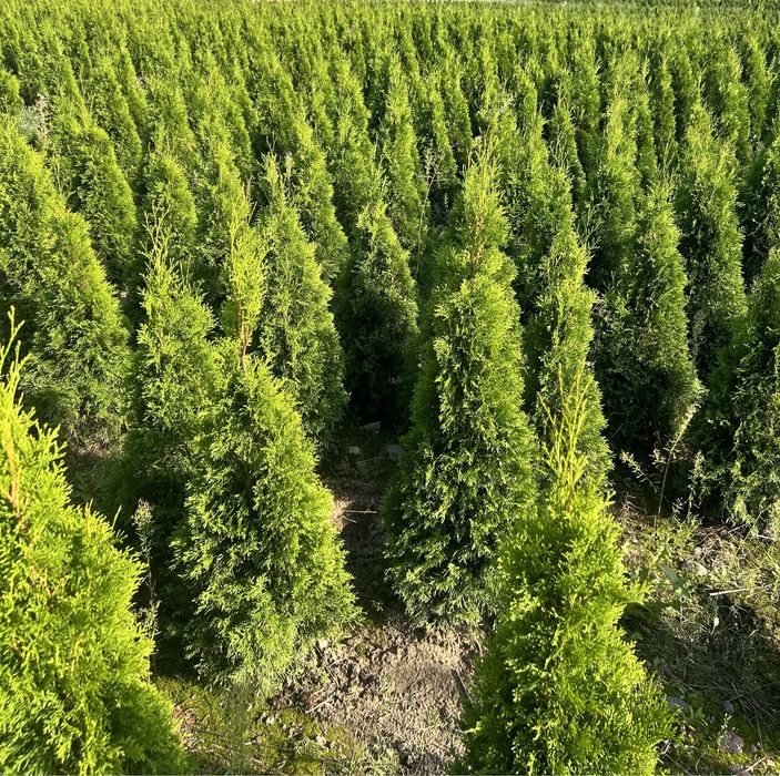 Tuja Szmaragd 110-120 cm ,producent. Promocja