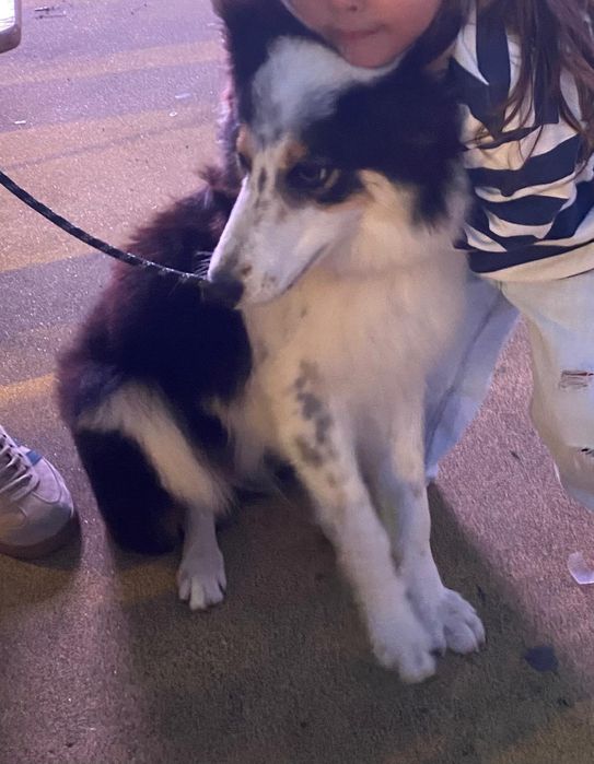 Cadela Border Collie 1 ano para adoção