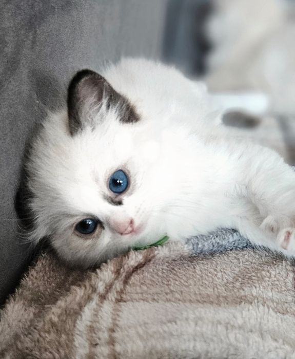 Kocięta Ragdoll - 2 kotki i dwa kocurki