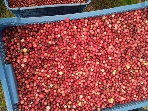 Клюква 100 продам 5 тон