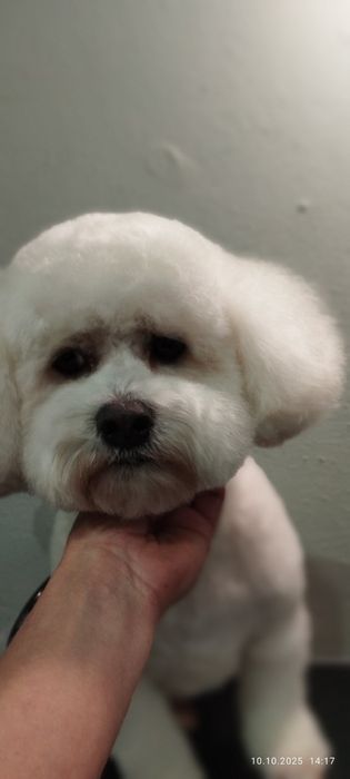 Послуги грумера.