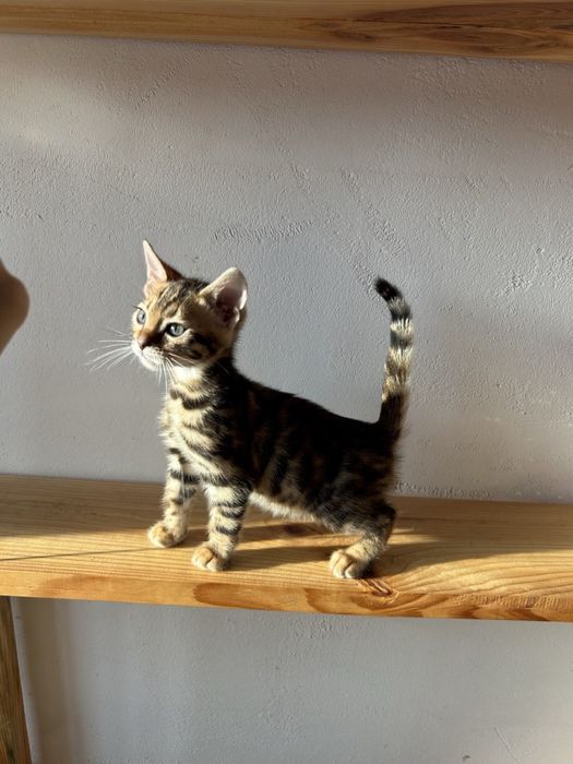 Продажа бенгальских котят