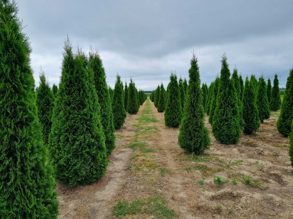 Tuja szmaragd 300 cm, żywotnik zachodni ,,smaragd", Thuja occidentalis