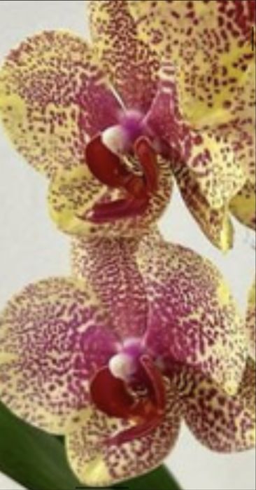 Орхідеї підлітки