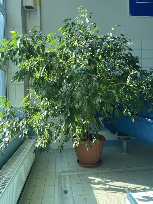 Sprzedam pieknego benjaminka