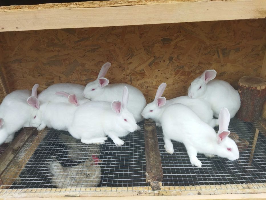 Кролики самці і самочки