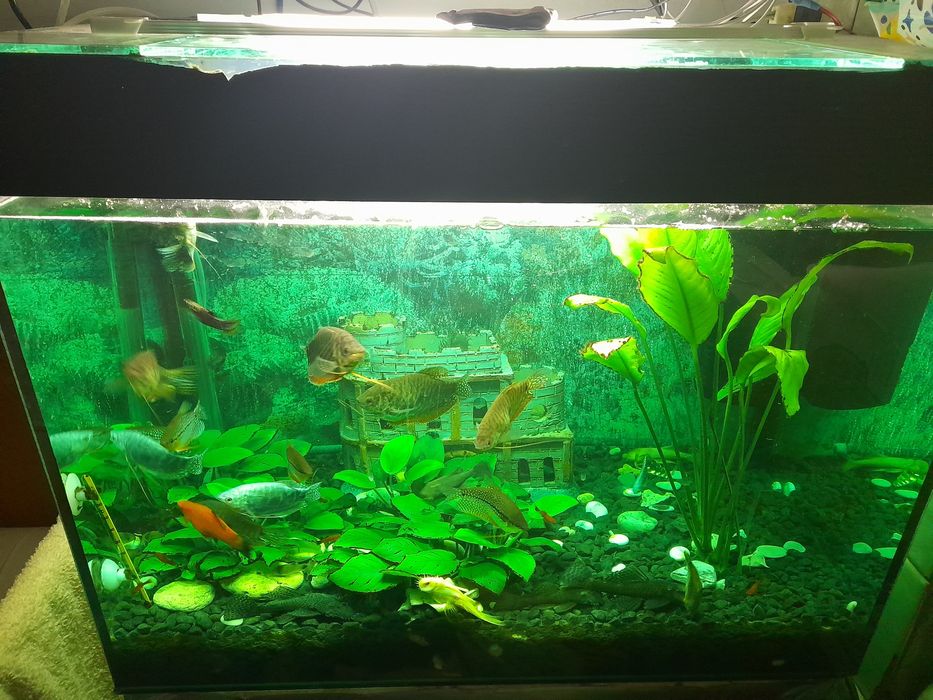 Акваріум і рибкі