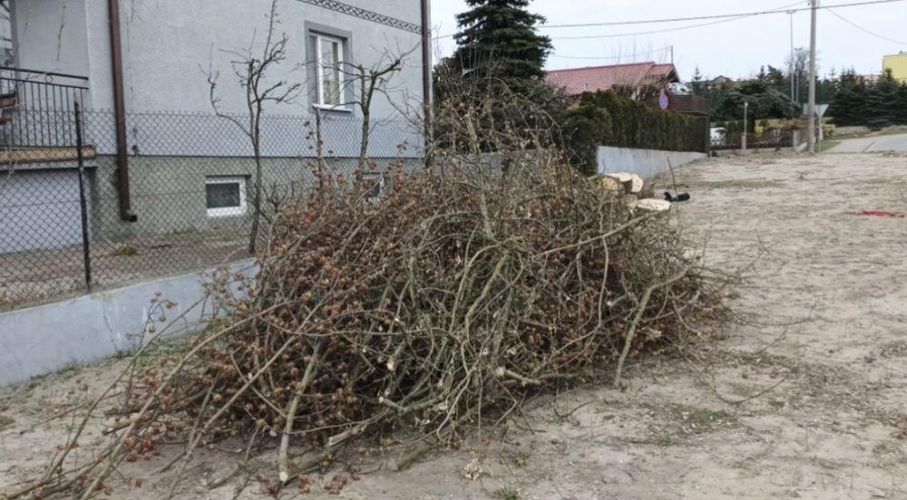 Oddam gałęzie za darmo Jesion.