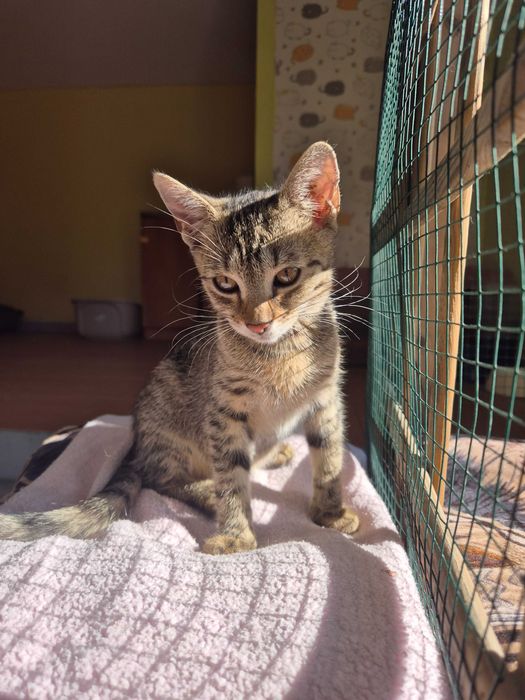 Michalinka do adopcji