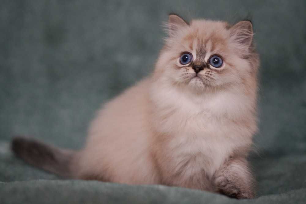 Шикарна ШОУ дівчинка Зумба з документами