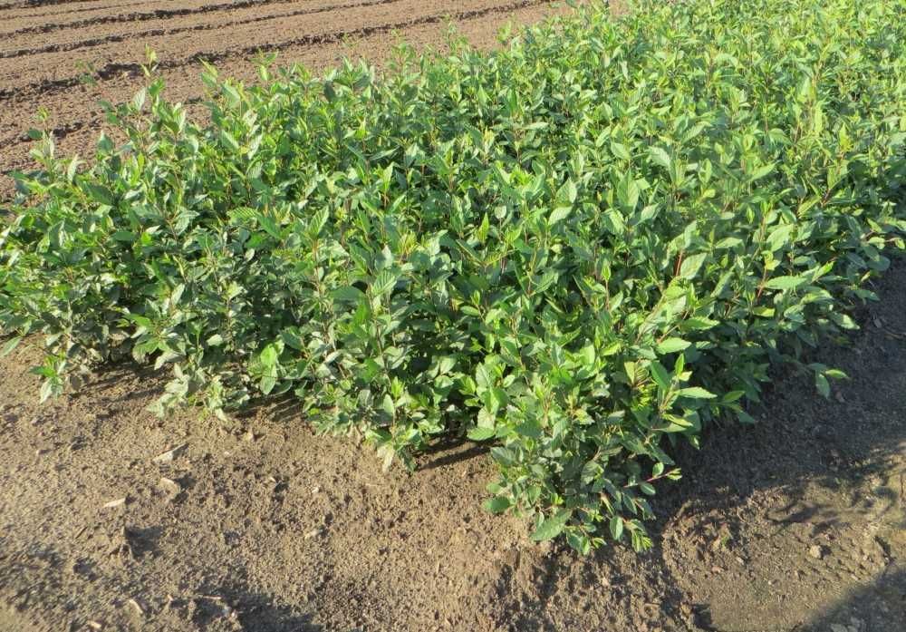 Wiąz syberyjski Turkiestanu sadzonki 30-55 cm - wysyłamy kurierem